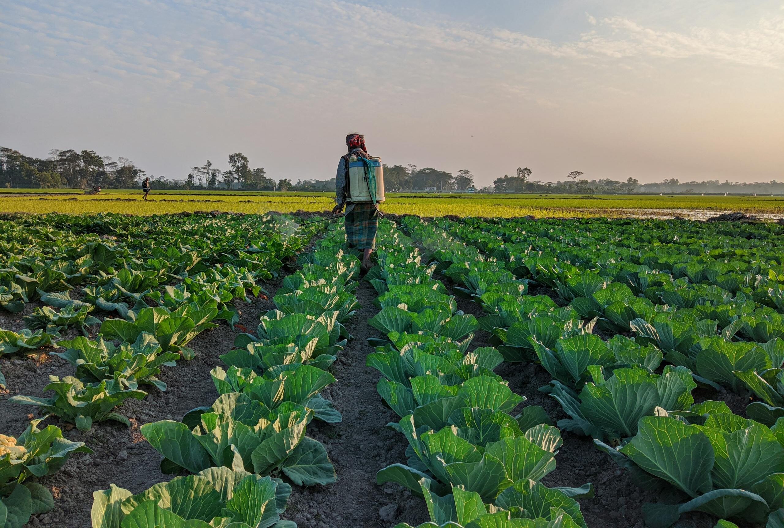 A farmer walks through cabbage fields during sunrise, showcasing rural farm life.