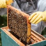 Beekeeper examining a honeycomb frame full of bees, showcasing beekeeping process.