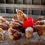 Domestic chickens feeding from a red container inside a farm coop.