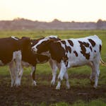 Three Holstein cows stand in a lush grassy field during sunset, creating a serene rural scene.